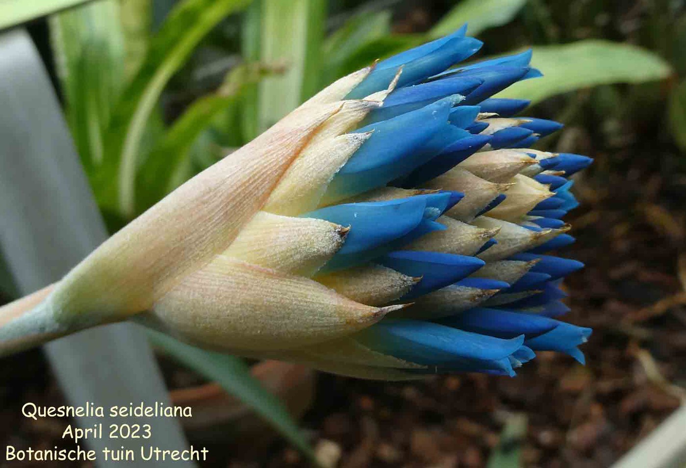 Redform】Quesnelia seideliana ユ*キ様 quesnelia seideliana (red