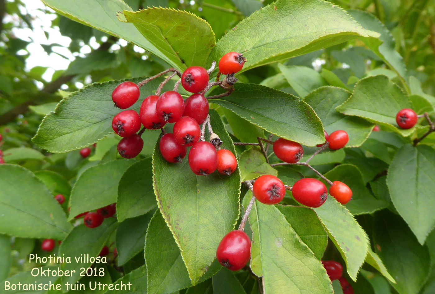Photo: Photinia villosa (fruit) | Photinia album | Nora Goosen | Fotki.com,  photo and video sharing made easy.