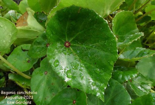 Begonia conchifolia