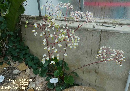 Begonia grisea
