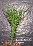 Euphorbia fasciculata