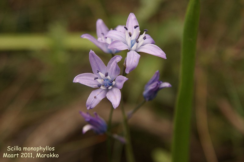 Scilla monophyllos (C) fotki.com marokko landsholdstrøje