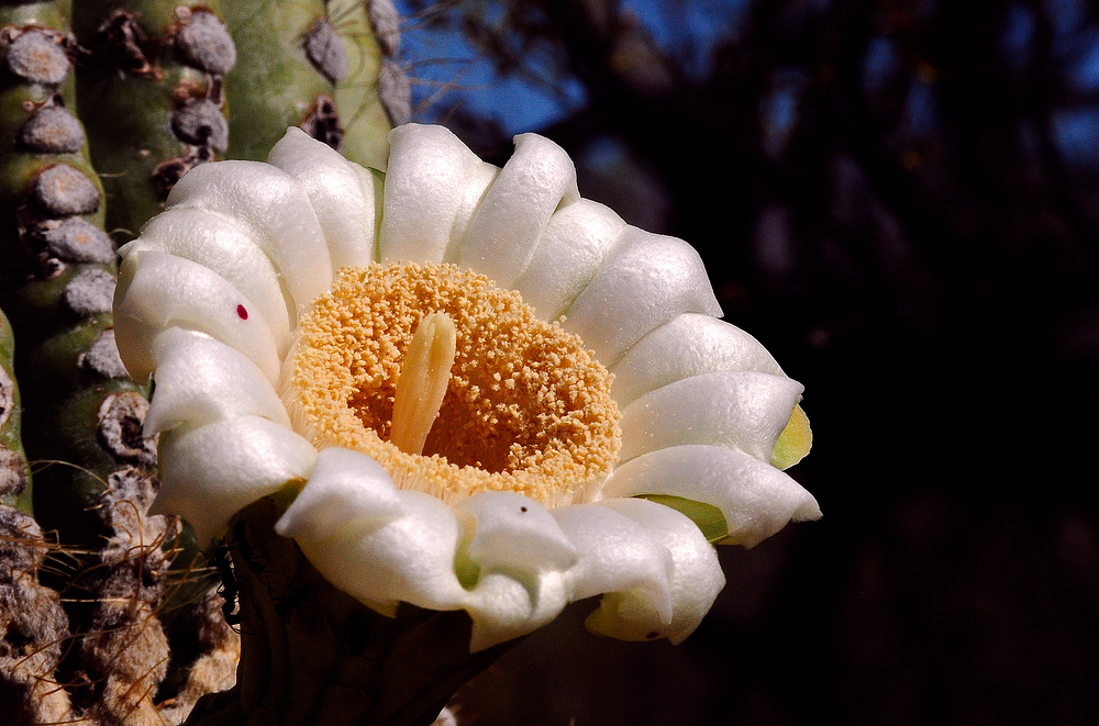 saguarocactus图片